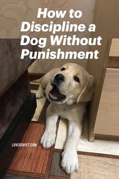 7 Ways to Discipline A Puppy Or Dog Without Punishment Trained Dog, Dog Training Treats, Dog Brain, Puppy Training Tips, Dog Training Videos, Dog Training Techniques