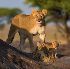 two young lions standing on top of a rock next to an adult lion and cub