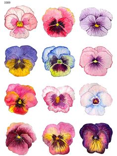 an assortment of different colored pansies on a white background, each with one flower in the center