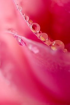 the inside of a pink flower with water droplets