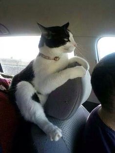 a black and white cat sitting on the back seat of a car with its paws in the air