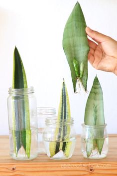 Snake Plant In Water, Snake Plant Propagation, Plant In Water, Tanaman Air, Sansevieria Plant, نباتات منزلية, House Plants Decor