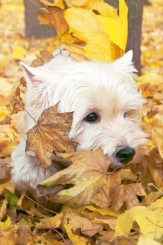 a small white dog laying on top of leaves