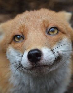 an orange and white fox looking at the camera