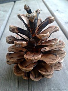 a pine cone sitting on top of a wooden table