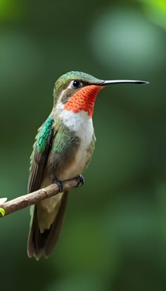 a hummingbird perches on a tree branch with its beak open and it's head turned to the side