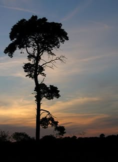 a lone tree silhouetted against the evening sky