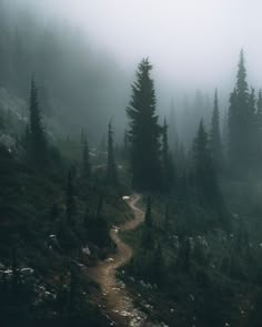 a trail winds through the foggy forest