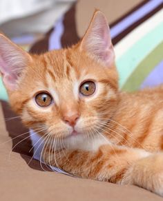 an orange and white cat laying on top of a bed next to a colorful pillow