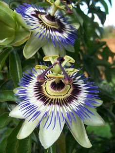 a purple and white flower with green leaves in the background