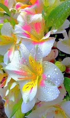 white and yellow flowers with water droplets on them