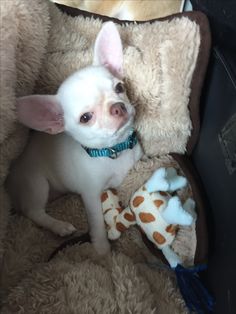 a small white dog sitting on top of a brown chair next to a stuffed animal