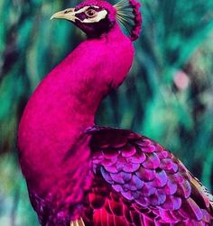 a colorful bird standing on top of a lush green field