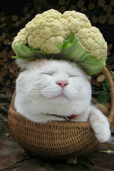 a white cat is sleeping in a basket with cauliflower on top of its head