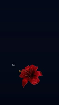 a single red flower sitting on top of a black surface with the word m above it