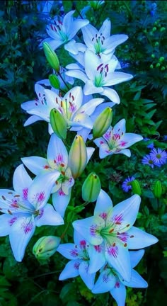 white lilies are blooming in the garden