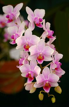 pink and white orchids are blooming in the garden