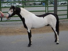 a black and white horse standing next to a person