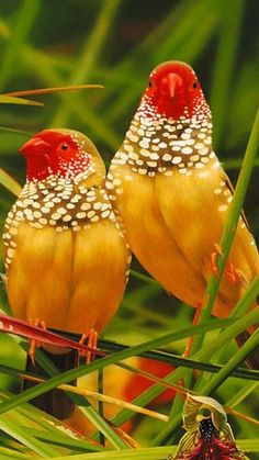 two yellow birds sitting on top of green grass