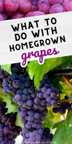 grapes hanging from the vine with text overlay that reads what to do with homegrown grapes