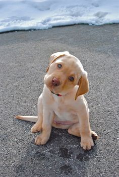 a puppy sitting on the ground looking at the camera