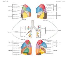 RELATIONSHIPS OF THE TRACHEA AND MAIN BRONCHI The trachea begins at the ...