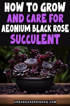 a black rose succulent plant with text overlay how to grow and care for an aeonium black rose succulentt