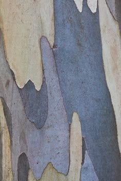 the bark of a tree has been painted blue and brown