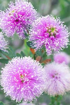 some very pretty purple flowers with green leaves