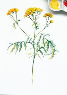 a drawing of some yellow flowers with watercolor paints on the table next to it