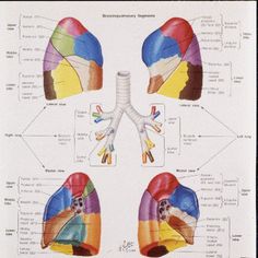 Lung Anatomy | Lung anatomy, Respiratory therapy, Human heart diagram