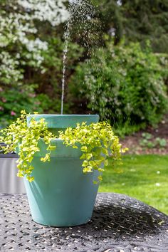 a potted plant with water coming out of it on a table in the garden