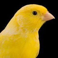 a yellow bird is standing in front of a black background