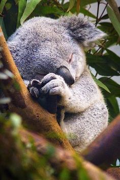 a koala sleeping in a tree with its head on top of it's paw