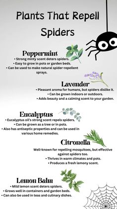 the different types of plants that repel spider's stings and other insects