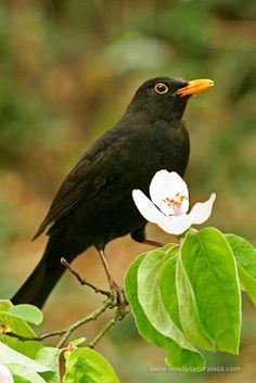 a black bird sitting on top of a tree branch with white flowers in front of it