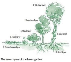 an illustrated diagram of the different types of trees and how they are used to grow them