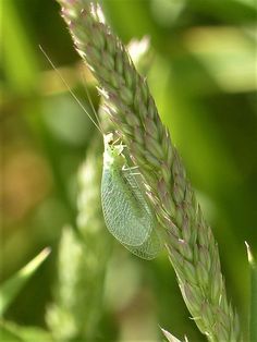 a green bug sitting on top of a leaf