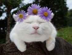 a white cat with purple daisies on its head sitting on top of a tree