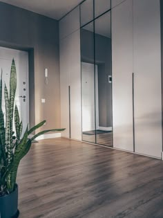 a houseplant in a large room with mirrored walls