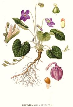 an illustration of some flowers and leaves on a white background, with roots in the foreground