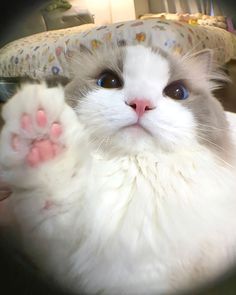 a white cat with blue eyes laying on its back