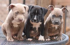 three pitbull puppies sitting on top of a metal table next to each other