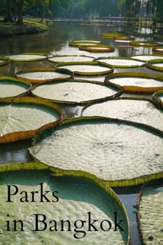 the cover of parks in bangkok, with water lilies growing on it's surface