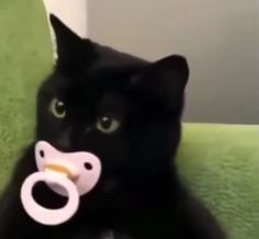 a black cat with a pacifier in its mouth