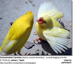 two yellow birds standing next to each other on the ground with their wings spread out