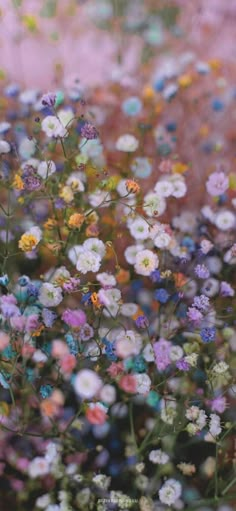 many different colored flowers are in the field together and one is blurry, but there is no image to provide a caption for