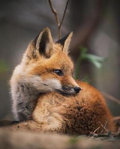 a red fox laying on the ground next to a tree branch with its eyes closed