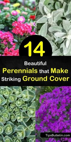 Small Front Garden Border Ideas, Flowering Ground Cover Perennials, Grass Alternatives, Ground Cover Flowers, Bear Roses, Best Ground Cover Plants, Repotting Orchids, Teddy Teddy, Bear Aesthetic