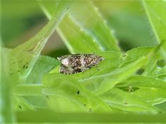 a small insect sitting on top of a green leaf